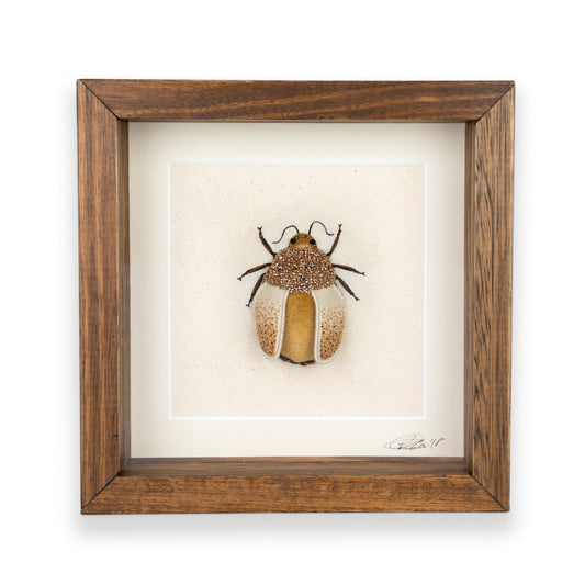 Large Gold Beetle Embroidered Insect